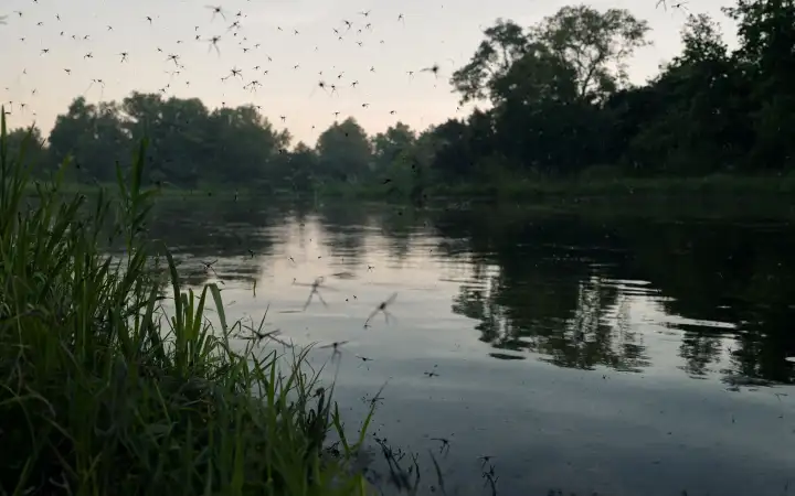 Комары.