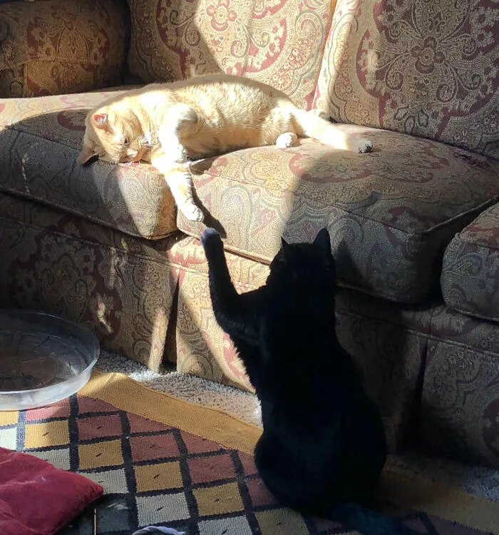 Сотворение Адама. Кошачья версия.