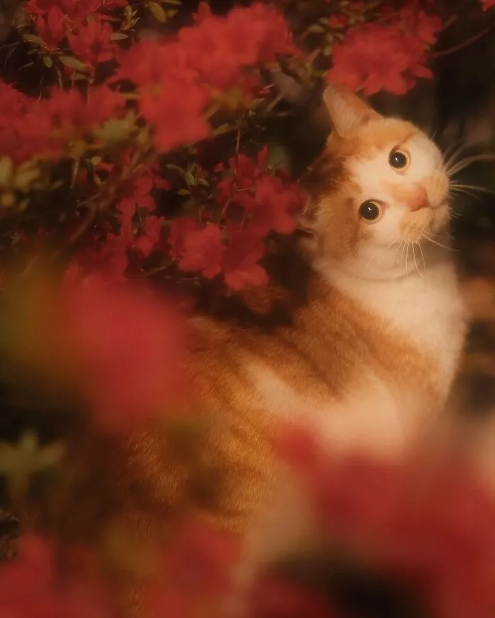 Пушистая принцесса.