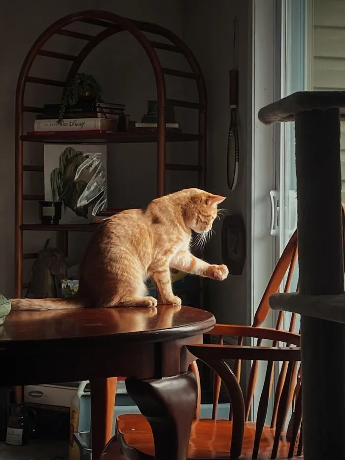 «Счастье было в моих лапках!»