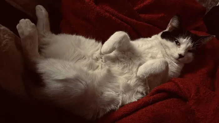 Большая одалиска.