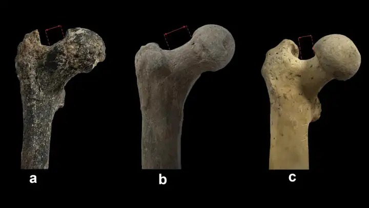 Бедренная кость грекопитека (а) относится к группе гомининов (б), а не шимпанзе (в).