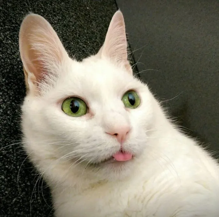 «Наш милый мальчик Чеддер мог бы быть образцом пустоголового кота». 