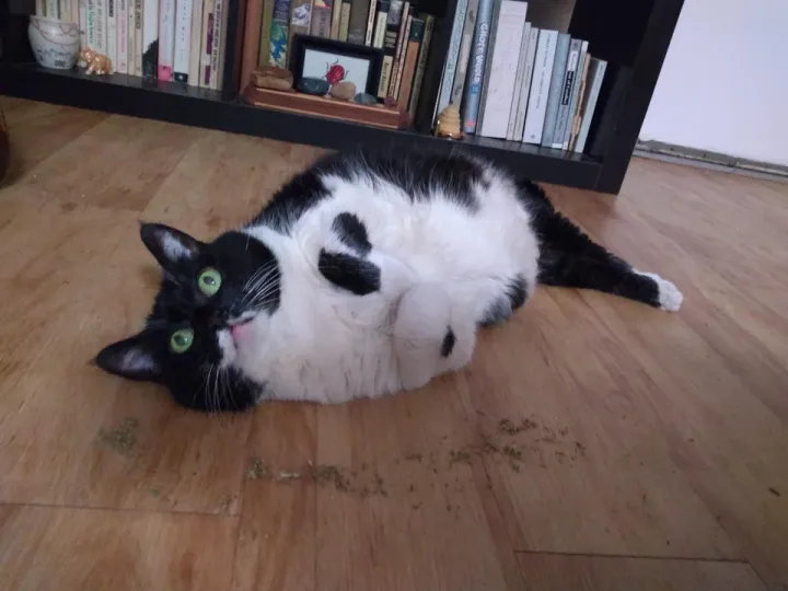 «Он позволяет другим думать за него».