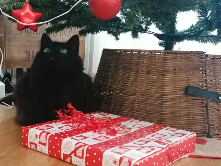 «Он позволяет другим думать за него».