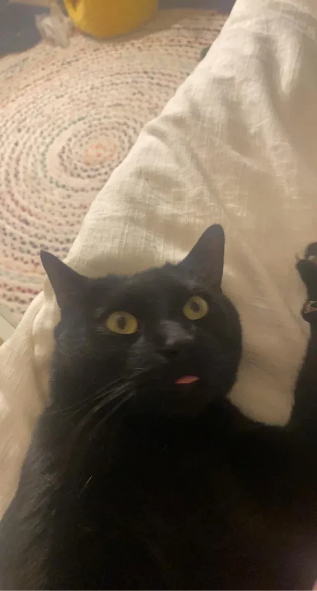 «У Момо нет ни одной активной клетки мозга».