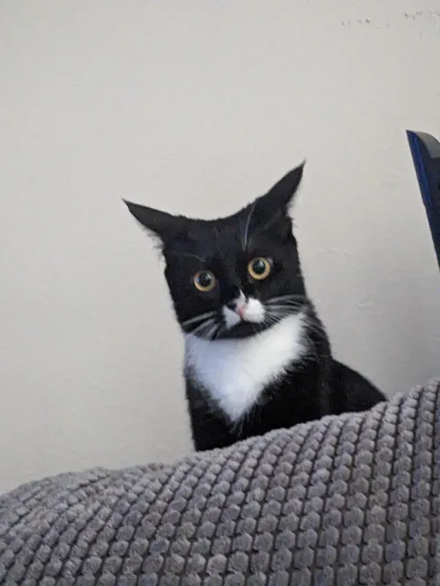 «Мой маленький глупый котенок».