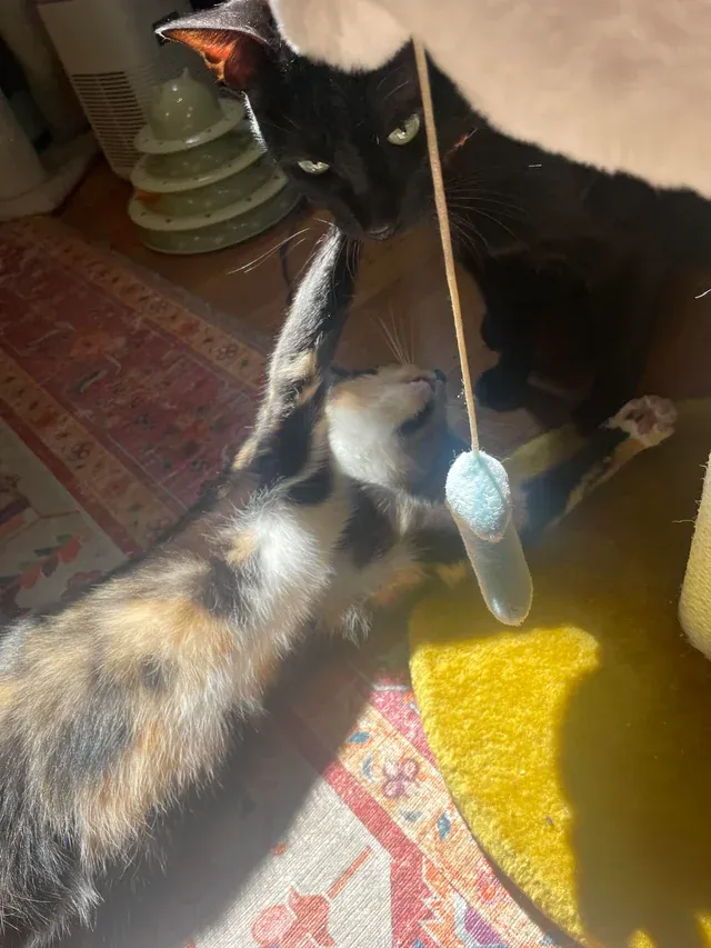 «Моя пустоголовые девочки».