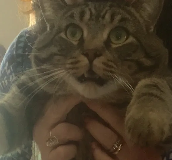 «Это ниндзя. Он боится пластиковых пакетов и собственной тени».