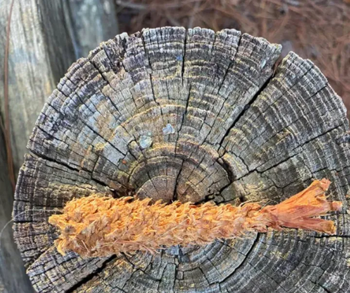 Сосновая шишка, похожая на креветку темпура.