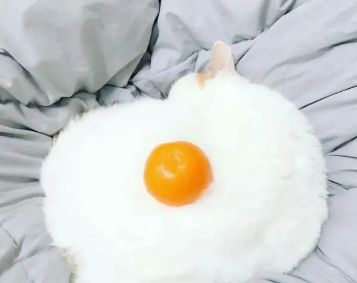 Котоглазунья.