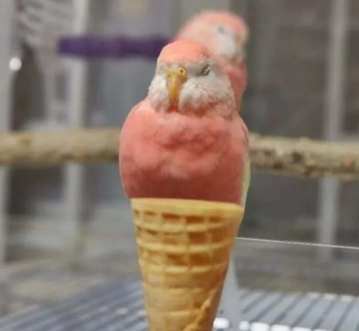 Запретное мороженое.