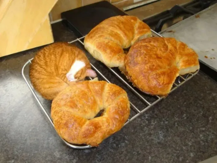 Котобулочка.