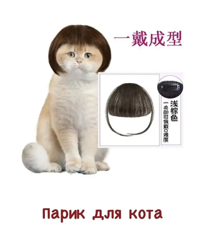 Парик для кота.