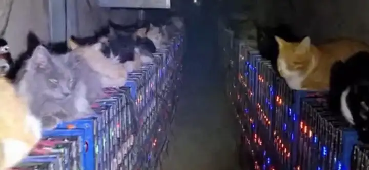 Владелец майнинг-центра понес убытки из-за бездомных кошек и котов.
