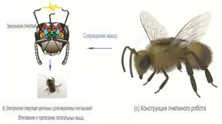 Принцип работы пчелы-киборга.