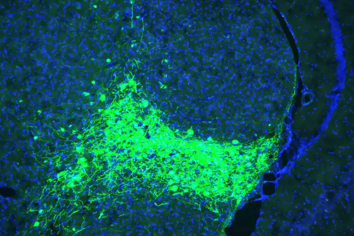 Нейроны, экспрессирующие боль (зеленые) в парвоцеллюлярном субпарафасцикулярном ядре таламуса.