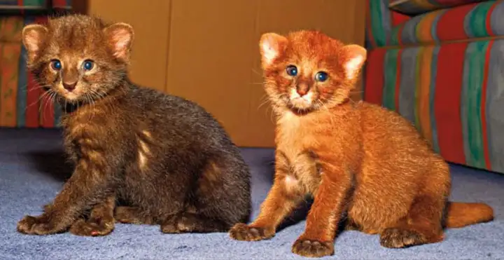 Маленькие Ягуарунди.