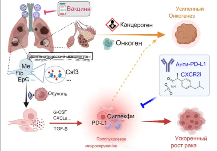 Механизм развития рака лёгких.