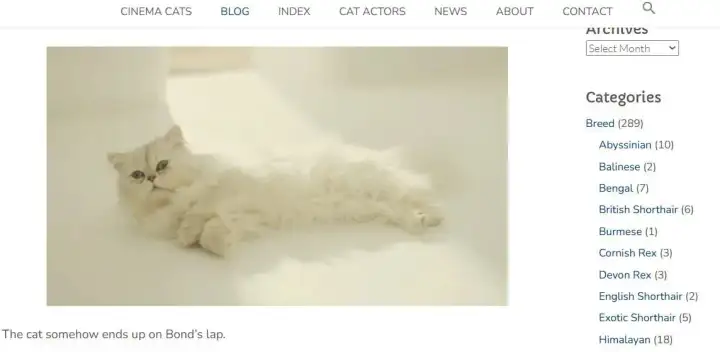 Поиск по котикам.