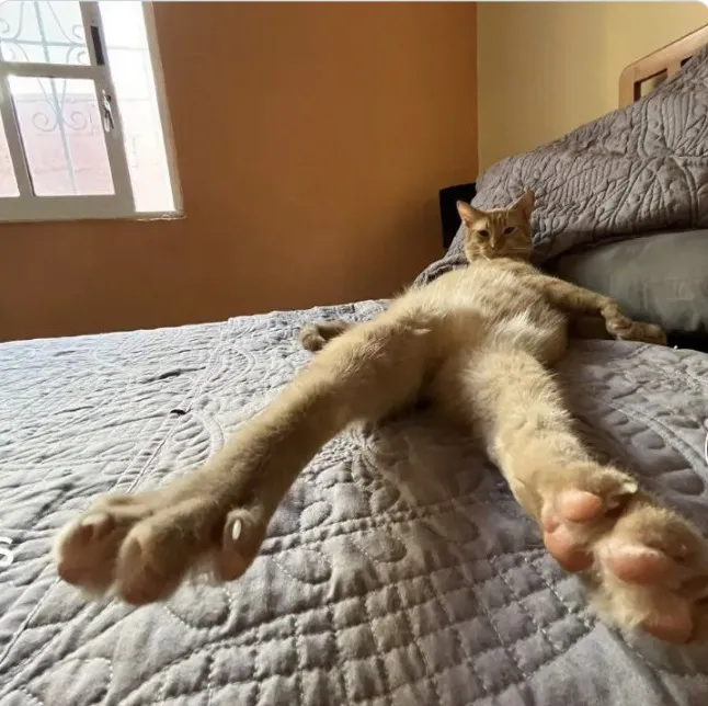 Пушистая фотомодель.