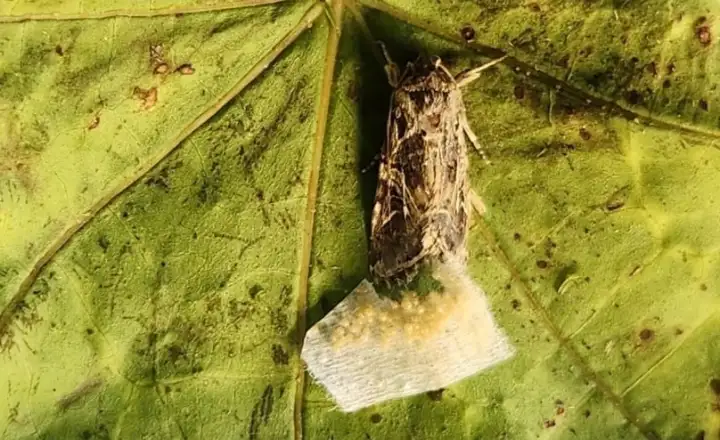 Самка мотылька решает, где отложить яйца, по звукам, которые издают растения.