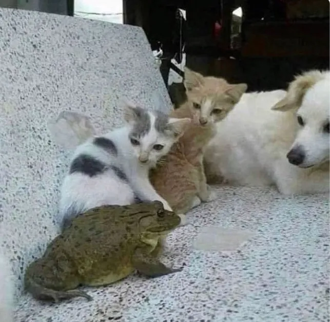 Братишка думает, что он в команде.