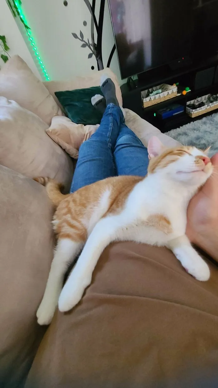 Ему понадобился всего один день после его усыновления, чтобы усыновить нас».  dedlaw1