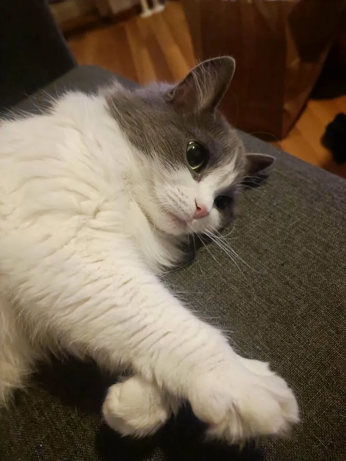 «Мой милый (около 14 лет) кот, которого никто не хотел брать».