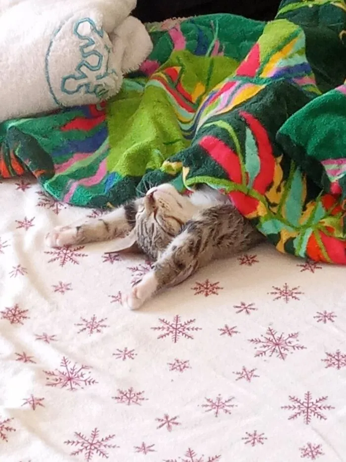 «Знакомьтесь, Сими. Она такая милая». 