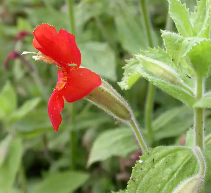 Цветок Mimulus cardinalis.