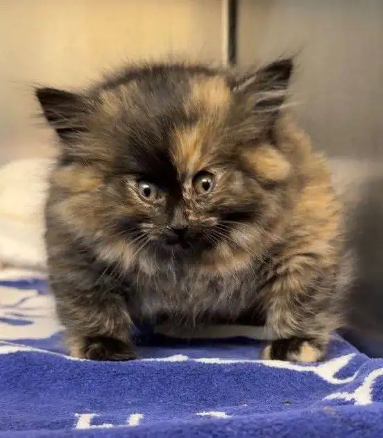 Котёнок Зои до операции.