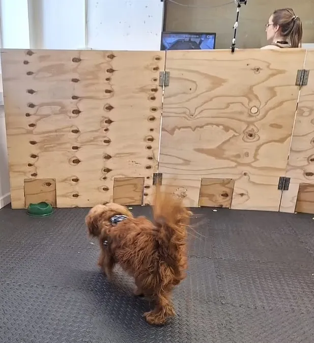 Если собака шла к новой миске медленно, это означало, что она находится в подавленном состоянии.