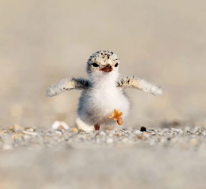 «Комочек шерсти бродит по пляжу и ждет, пока родитель принесет еду».