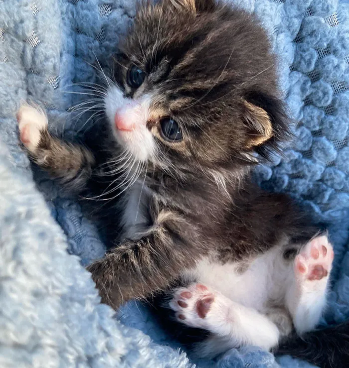 «Маленькая преступница».