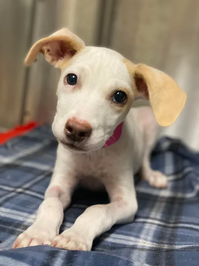 «Лучшая часть работы в приюте для животных — это когда они начинают чувствовать себя лучше и снова хотят играть. Её зовут Уолнат».