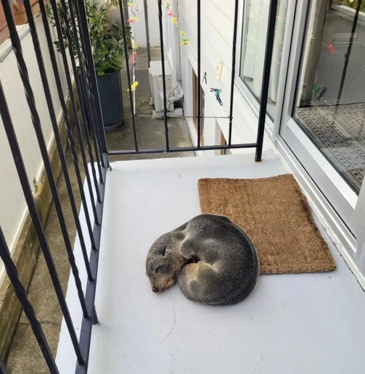 «Сюрприз! У нас уснул щенок тюленя!»