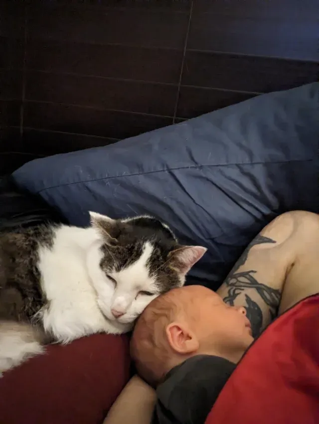 «Мой пожилой кот, который всех ненавидит, обожает моего новорожденного малыша!»