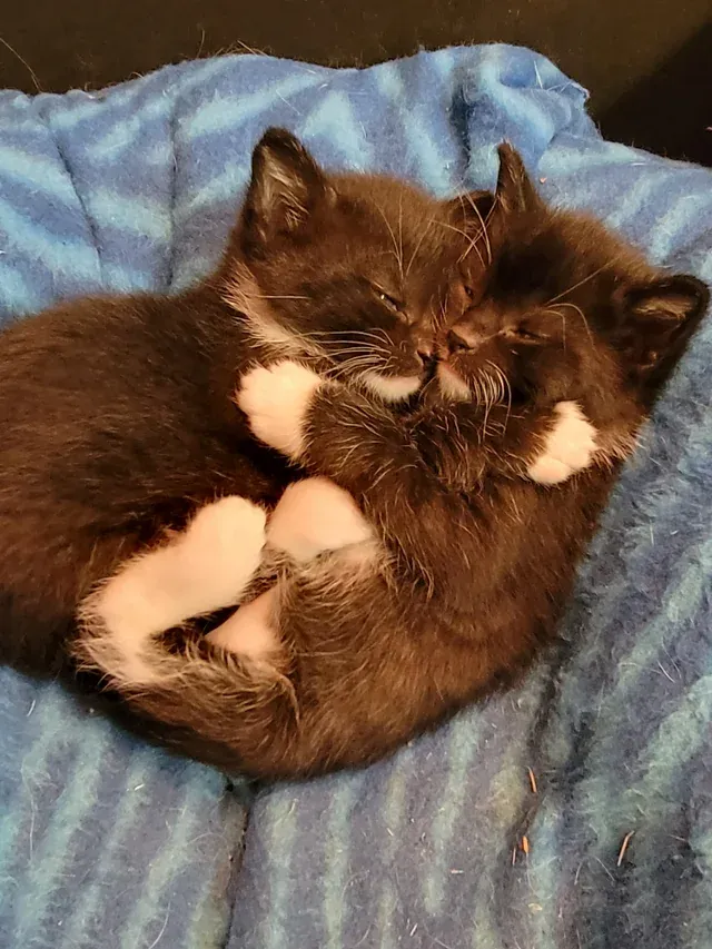 «Два преступника разыскиваются за кражу моего сердца».