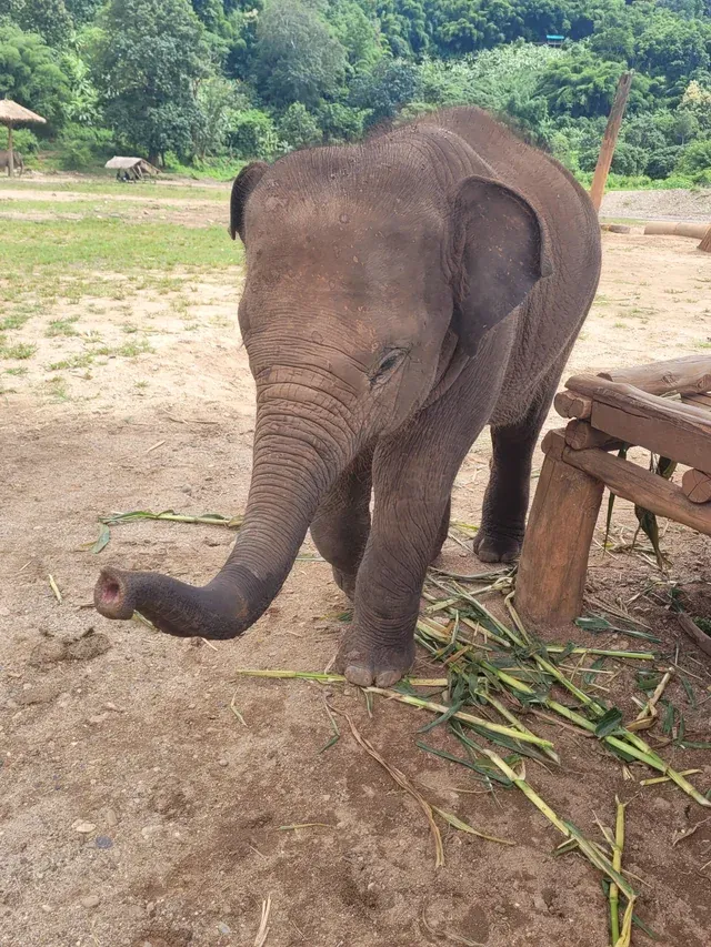 «Слонёнок в заповеднике пытается уговорить меня поесть».