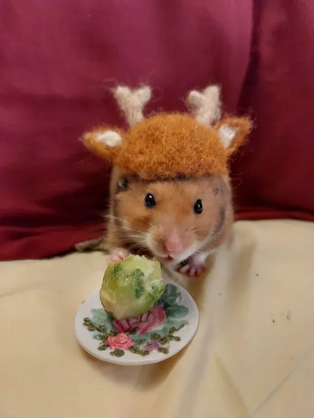 «Я шью шапки для своих хомяков».