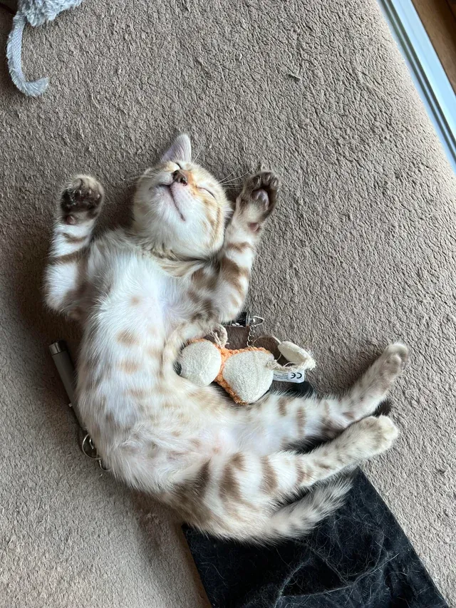 «Он виновен в том, что слишком мил, поэтому поднимает лапы в ожидании ареста».