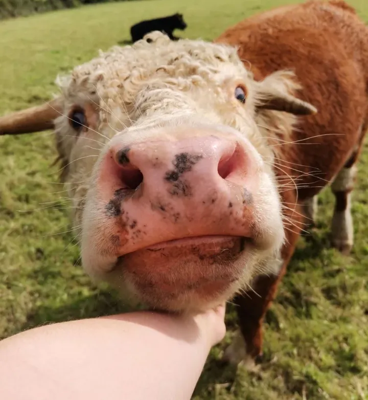 «Кевин наслаждается вниманием. Я вырастила его, когда он был теленком, поэтому он всегда рад меня видеть!»