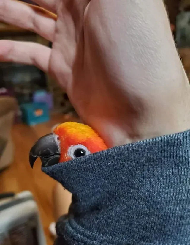 «Мой попугай Оскар».