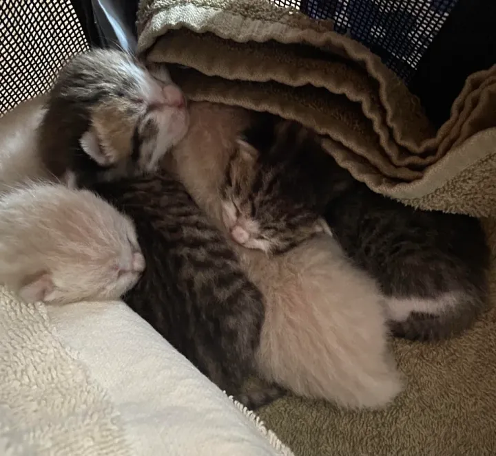 «Сон, чтобы набраться сил для тыгыдыков в будущем».