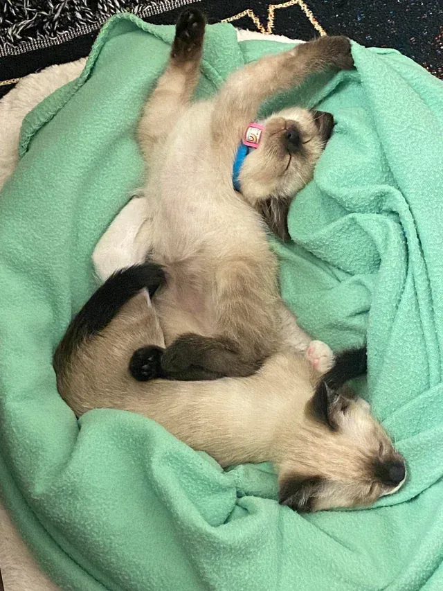 «Мэйбл и Диппер».