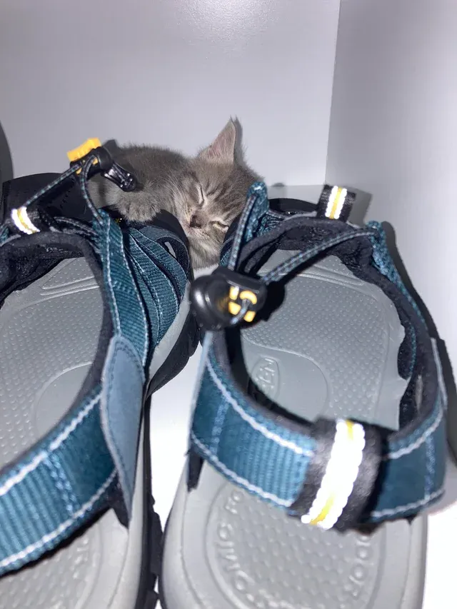 «Он живет  в ботинке».