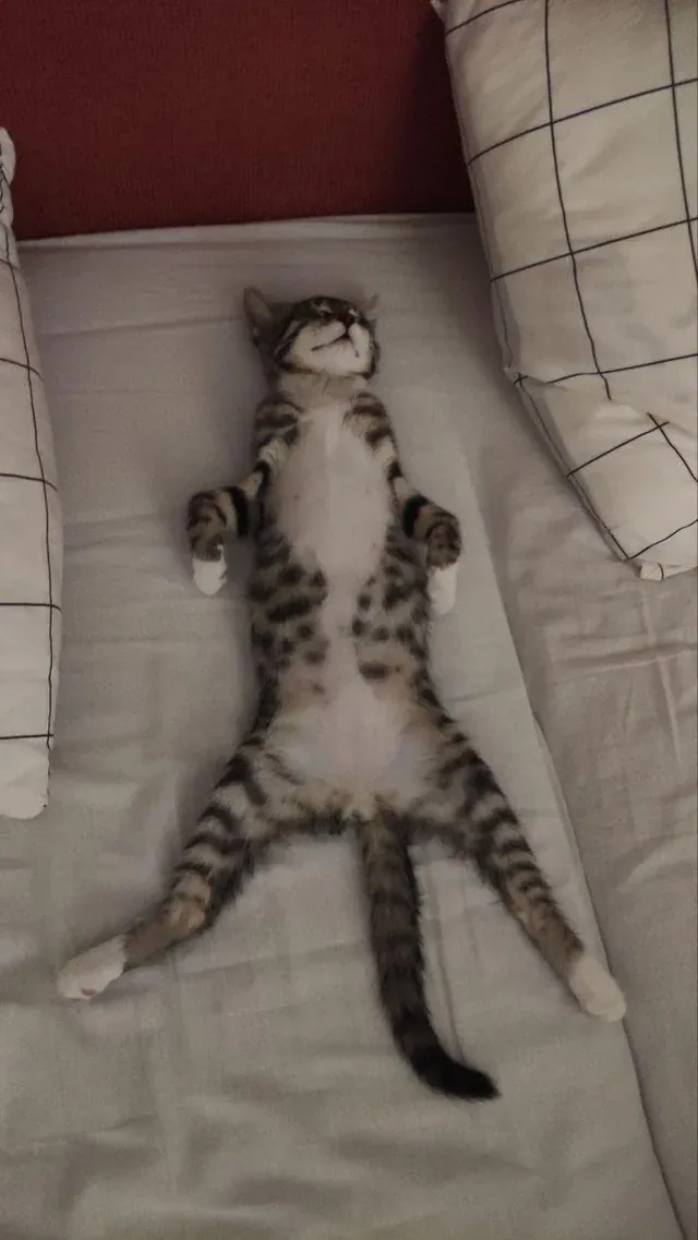 «У кого-нибудь есть еще кошка, которая так спит?»