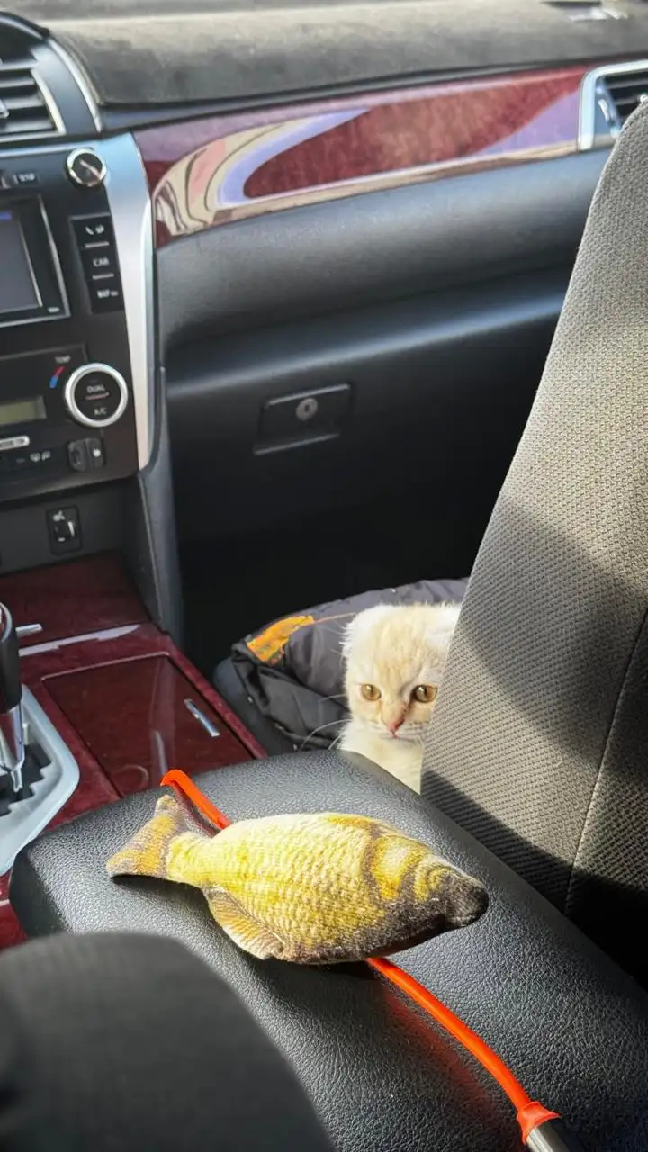 Пассажиры совсем не против, и даже наоборот, в восторге от такого попутчика.