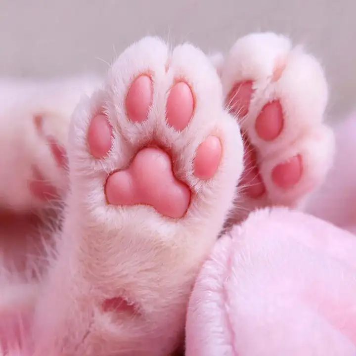 Кошачьи лапки.